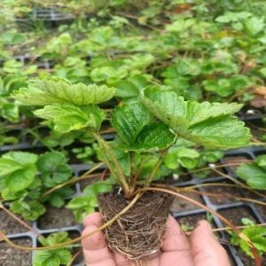 Hybrid Strawberry Fruit Plant