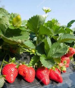 Strawberry Bare Root Plant