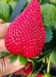 Fresh Strawberry