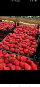 strawberry fruit