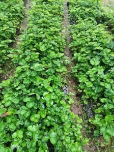 Winter Dawn Strawberry Plant