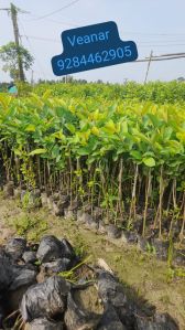 Guava Plant