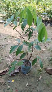 jamun plant