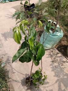 Litchi Plants