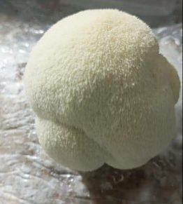 Lions Mane Mushroom