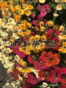 Nemesia Triumph Mix Flower Seeds