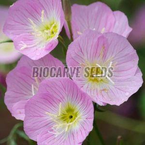 Oenothera Speciosa Flower Seeds