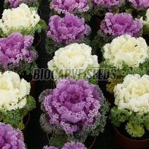 Ornamental Kale Fringed Leaves Mix Seeds