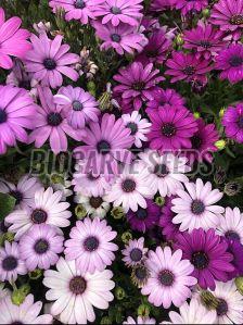 Osteospermum Ecklonis Mix Seeds