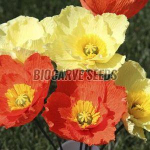 Papaver Nudicaule KLM Mixed Seeds