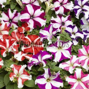 Petunia Hybrida Grandiflora Tall Seeds