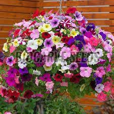 Petunia Pendula Mixed Seeds