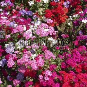 Phlox Beauty Mix Seeds