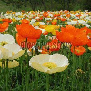 Poppy Artist Glory Mix Seeds