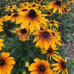 Rudbeckia Rustic Dwarf Flower Seeds