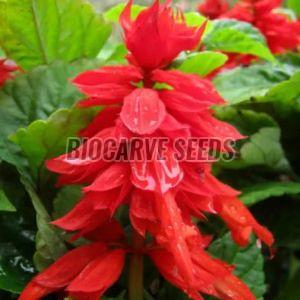 Salvia Coccinea Flower Seeds