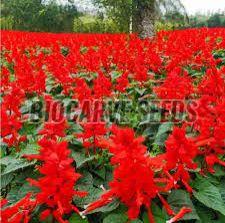 Salvia Coccinea Scarlet Sage Seeds