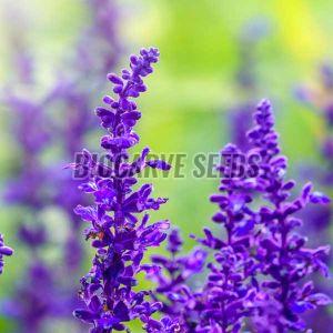 Salvia Farinacea Blue Flower Seeds