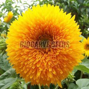 Sunflower Teddy Bear seeds