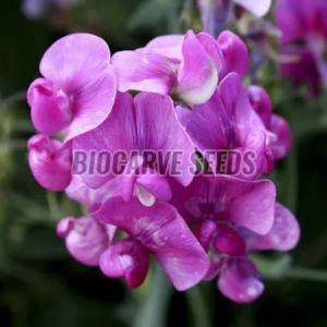 Sweet Pea Flower Seeds