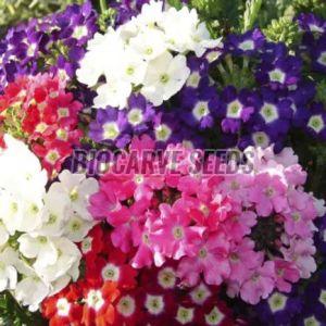 Verbena Ideal Florist Mix Seeds