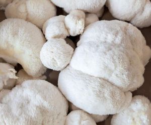 Fresh Lion's Mane Mushroom