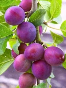 Satluj Purple Plum Plant