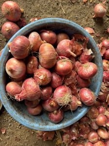 Red Onion