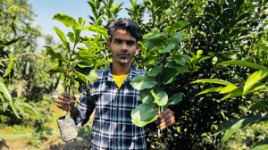 This King Black Jamun Plant