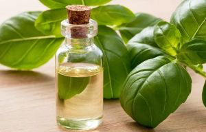 Basil Oil