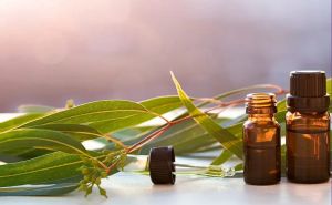 Eucalyptus Oil