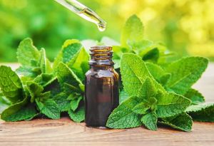 Peppermint Essential Oil