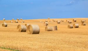 baling twine