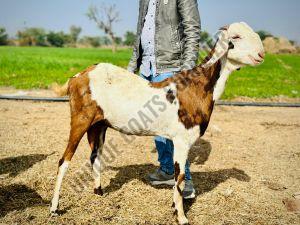 Live Gujari Female Goat