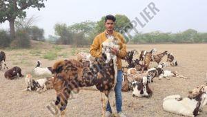 Gujari Goats