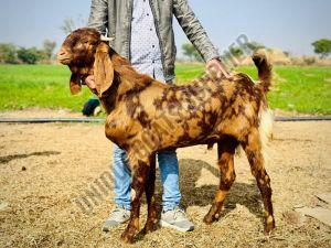 Sirohi Goat