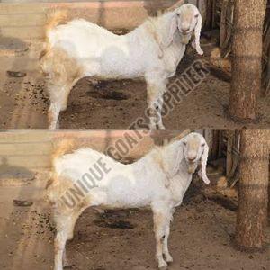 Live Sojat Male Goat