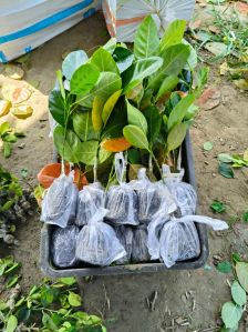 Pink Jackfruit Plant