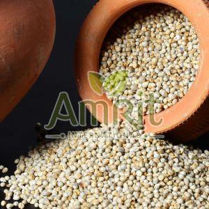 Pearl Millet