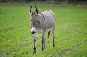 Live Local Donkey