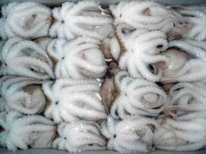 Frozen Baby Octopus(20-40gms)