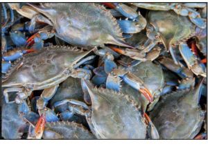 Frozen Blue Crab