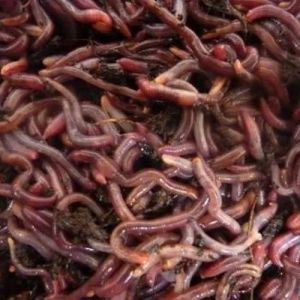 Eisinia Fetida Earthworms