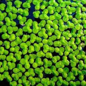 Green Duckweed Seeds