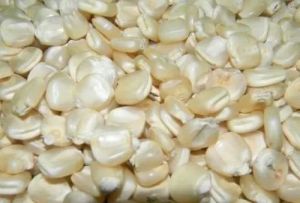 white maize corn