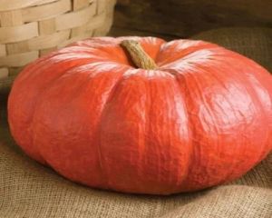 Fresh Red Pumpkin