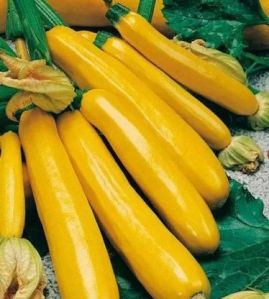 Fresh Yellow Zucchini