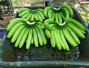 Green Banana