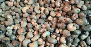 Raw Cashew