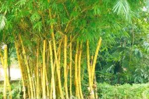 Bamboo Farming Consulting Services